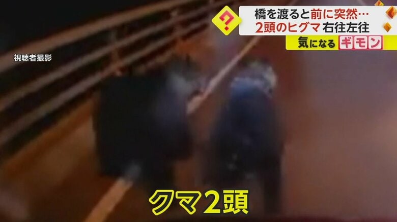 2日、車が行き交う、北海道･浦河町の橋に現れた2頭のクマ