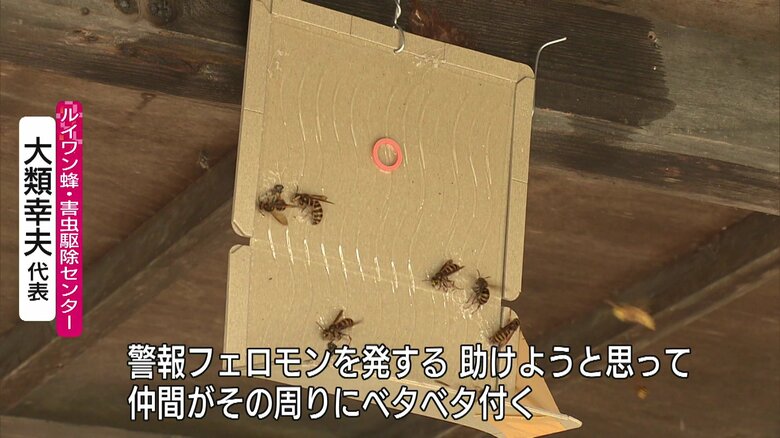 捕獲したハチがついたまま巣があった場所に吊り下げた粘着シート。次々にハチが寄ってくる