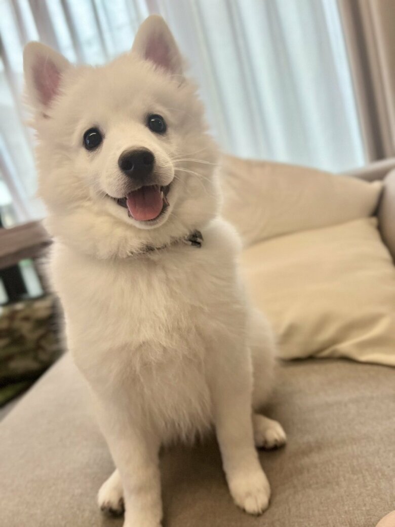 いくじさんの愛犬　生後4カ月の子犬さん