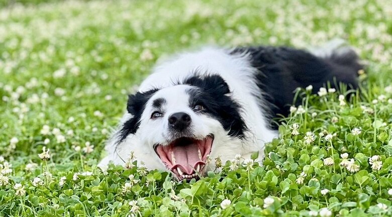 笑顔のマロくん