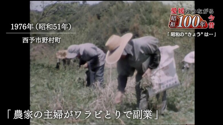 多い人は１日５０キロも採っていたとか