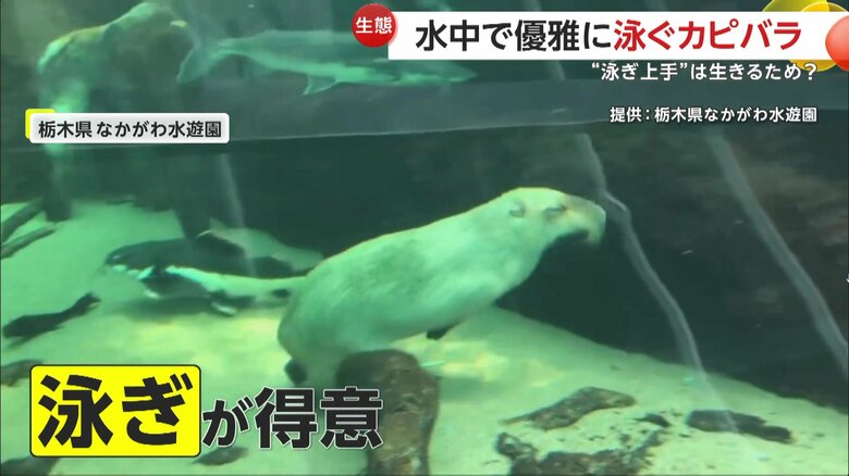 実はカピバラは泳ぐのが得意な生き物