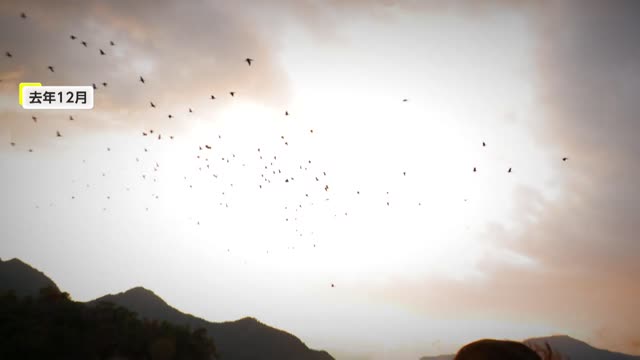 宮島に来るカワウ