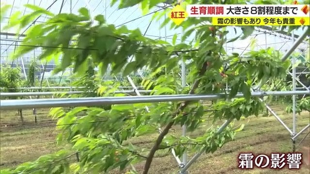 霜の被害で木の下の方に実がならなかったそうだ