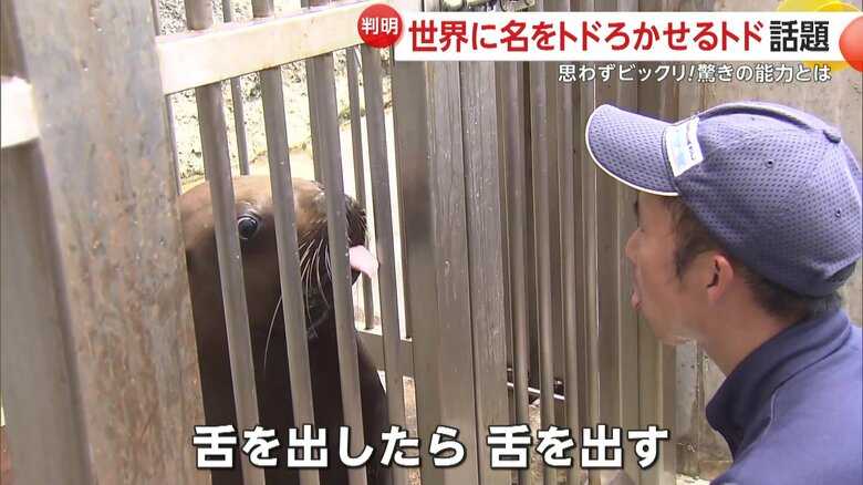 佐々木さんのマネをして舌を出すハマ（提供：城崎マリンワールド）
