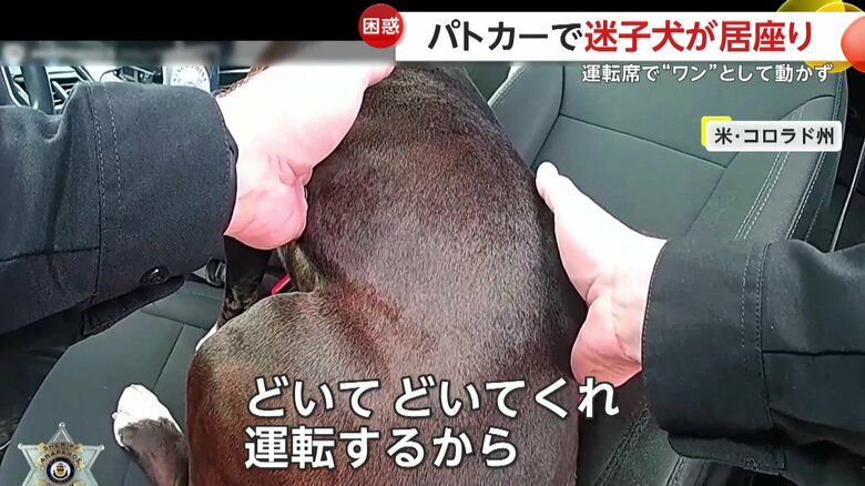 パトカーに駆け寄り自ら車に乗り込んだ犬