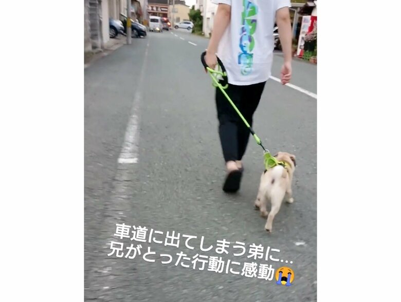 フラフラと車道側へ移動してしまう“弟犬”（提供：たまごandおもちさん）
