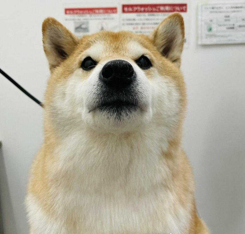 苦手なドライヤーで証明写真のように…