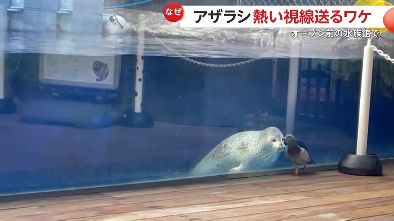 ハトのあとを追いかけて正面にポジショニングするゴマフアザラシ