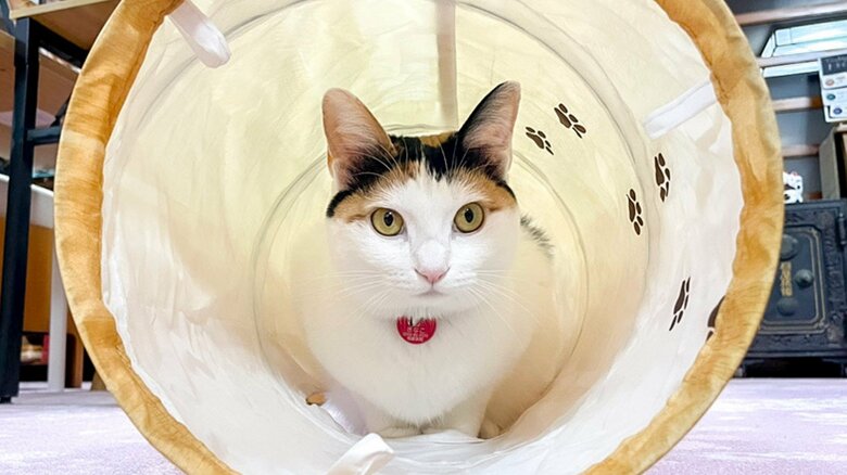 桐屋旅館で暮らす、きなこちゃん