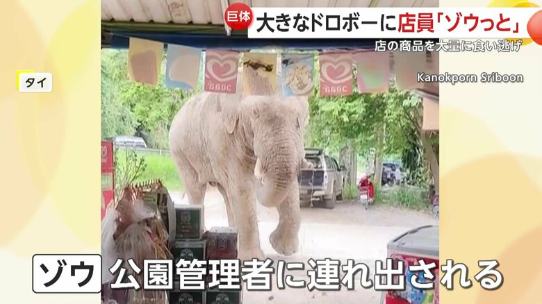 駆け付けた公園の管理者によってゾウは連れ出されたゾウ