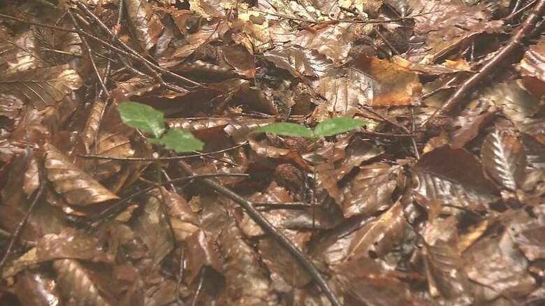 たくましく育つ小さなブナの赤ちゃん