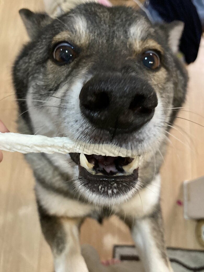 歯磨き用のおやつをもらってご機嫌