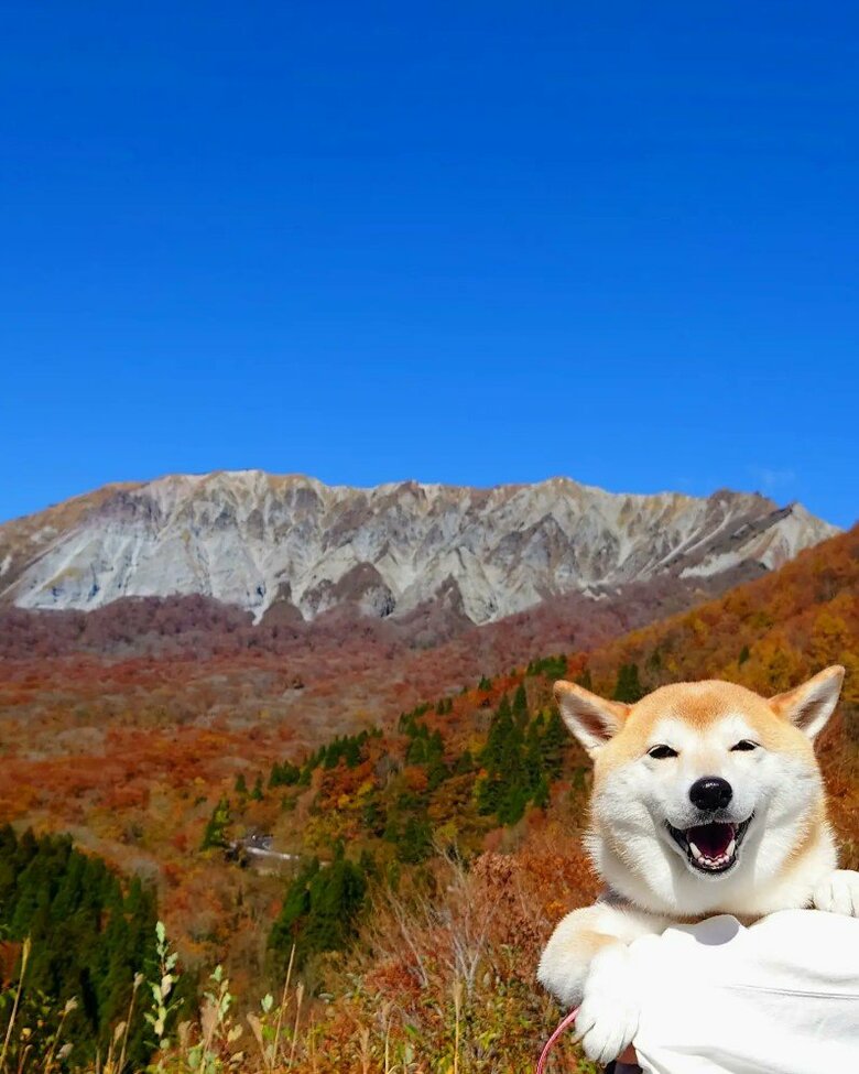 提供：柴犬チャーミーさん