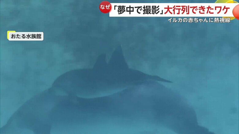 運が良ければお母さんイルカのおっぱいを飲んでいる姿も見られるというおたる水族館