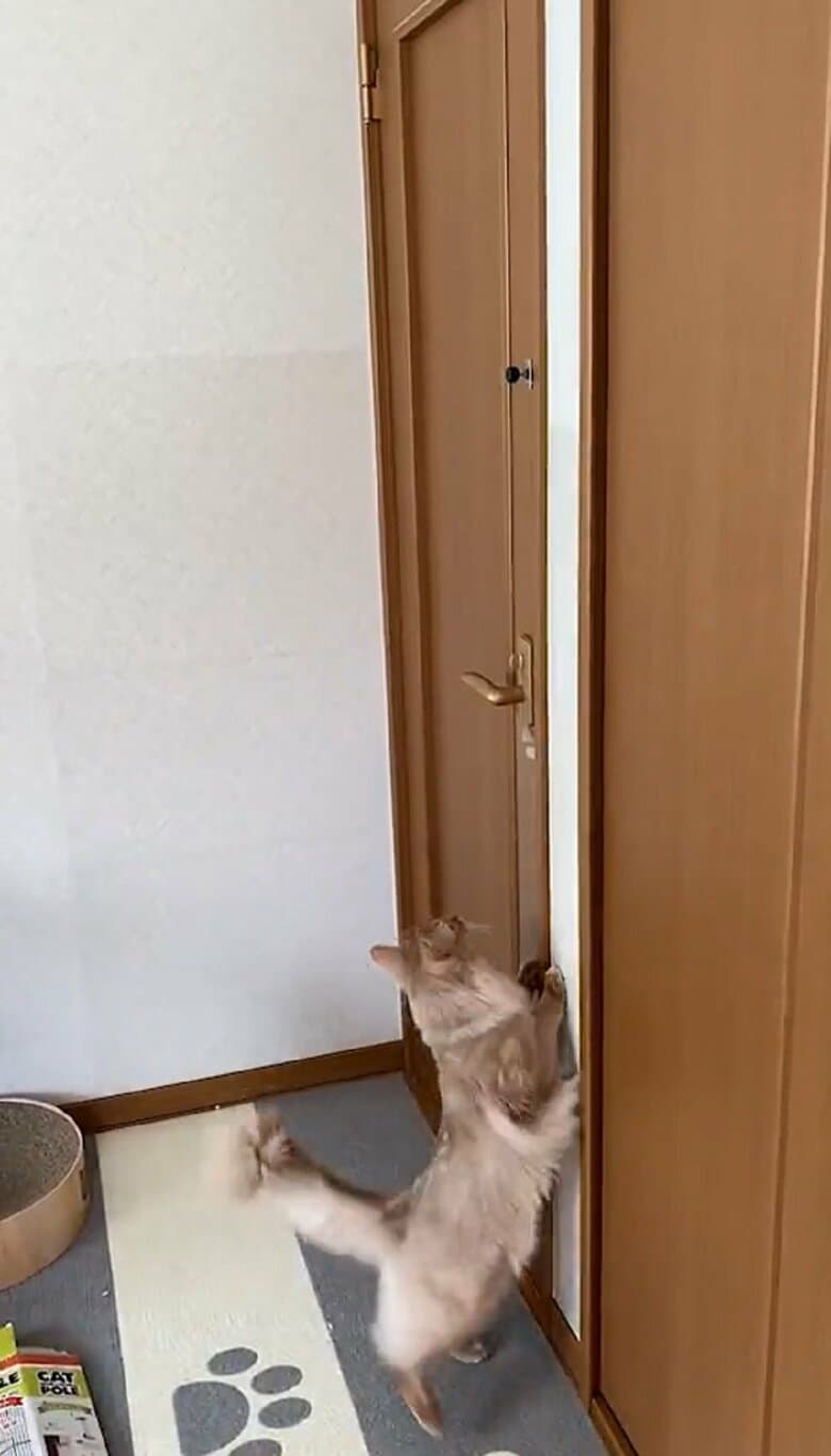飼い主さんはこの動画が撮影されるまで知らなかったという