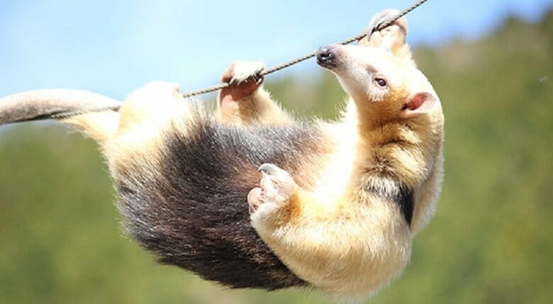 イフちゃん（提供：伊豆アニマルキングダム）