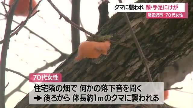 「おばあちゃんもクマもびっくりして襲われた」70代女性が柿の木そばで襲われ顔手足けが　山形・尾花沢市
