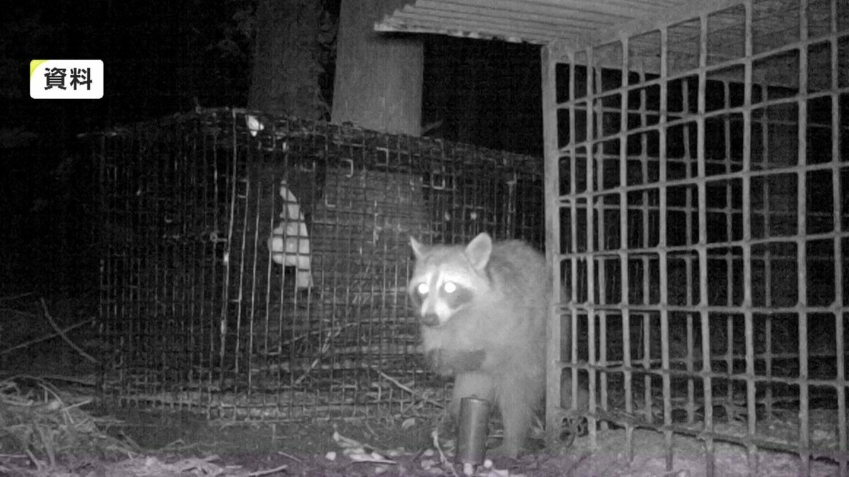 急増するアライグマ農作物被害 年間3000頭捕獲 一夫多妻で高い繁殖力