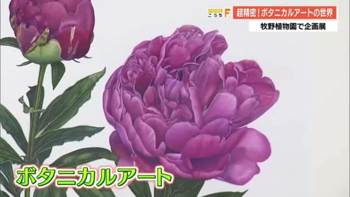 花びら一枚まで完全再現 国内外85点の『ボタニカルアート』集結の企画展、牧野植物園で開催へ【高知】