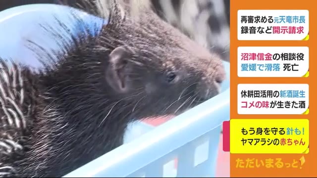 針もあるけど抱っこしやすい ヤマアラシの赤ちゃん