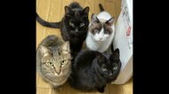 飼い主に先立たれた老ネコたち…新たな家族との橋渡し続ける女性「シニア to シニア」にも注力【愛知発】