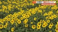大月町で「遅咲きヒマワリ」満開　さわやかな秋晴れ彩る“黄色の大地”に観光客もうっとり【高知】