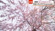 幻想的なピンクのシャワーと1日8個限定“超レア”桜スイーツ　地元住民が作り上げる「千本桜の里」坂井市丸岡町の竹田地区　福井