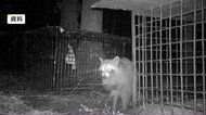 急増するアライグマ農作物被害 年間3000頭捕獲 一夫多妻で高い繁殖力 雑食でマダニも運ぶ 対策方法学ぶ研修会