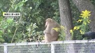 【独自】”左手のないサル“きょうは茅ヶ崎で目撃…東京を横断後…