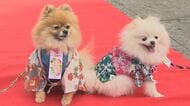 「かわいくてしょうがない」犬が着物で七五三　“千歳”菓子も?!　ペットのハレ姿【新潟発】