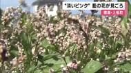 藍の花が見ごろ　“藍染”の原料である葉を収穫した後に咲く淡いピンクの花　徳島・上板町