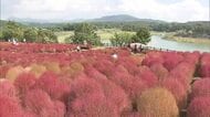 赤いコキア見ごろ　るるパークに約4000株　緑とのグラデーションも　大分県杵築市