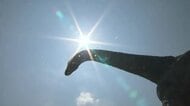 福井県内に”熱中症警戒アラート”　福井37度、敦賀36度、大野35度…各地で猛暑日予想　熱中症に警戒を　　　
