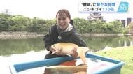 「鯉の城」広島城　ニシキゴイ１１０匹をダイナミックに放流　堀のヘドロ予防、水質浄化にも一役