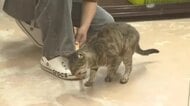 犬や猫を新たな飼い主へ…動物愛護管理センターを夏休み中の小学生が見学 ペットの命の大切さについて学ぶ