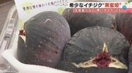 「お金にならんしやめてしまえ」と言われ20年…糖度25度「黒いダイヤ」を生んだ石川の農家の執念