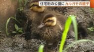 仲良く毛繕い♪住宅街の公園にカルガモの親子「まさかいるとは」　周囲にはヒナ狙うカラスの姿も…「手を出さずに見守って」新潟・三条市