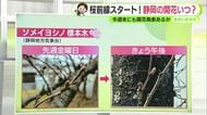 各地で桜前線スタート　静岡のソメイヨシノ開花もカウントダウン　【静岡・ただいま天気　3/16】