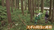 森は「緑のダム」 スギの間伐体験で、小学生が森の大切さ学ぶ【福井市】