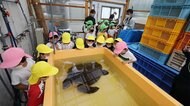 右前足のないウミガメとの出会いで学んだ「ごみ問題」の深刻さ 子供たちも劇で表現