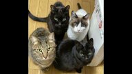 飼い主に先立たれた老ネコたち…新たな家族との橋渡し続ける女性「シニア to シニア」にも注力【愛知発】