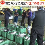 「庶民の味が高すぎる」旬の初ガツオが高値異変“まさかの代打”は天然マグロ？漁獲規制緩和で約2割安くなり買い得に