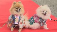 「かわいくてしょうがない」犬が着物で七五三　“千歳”菓子も?!　ペットのハレ姿【新潟発】