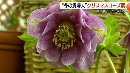 凛とした佇まい“冬の貴婦人”クリスマスローズ　とっとり花回廊を華やかに彩る（鳥取・南部町）