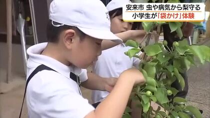 秋の収穫を楽しみに！小学生が袋かけ作業に挑戦　安来特産・二十世紀梨で農業学習（島根）