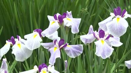 梅雨入りから花の色付き進む約１０００本のハナショウブ…久米南町の「花菖蒲園」で見頃迎える【岡山】