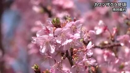 南阿蘇村でカワヅザクラが見頃【熊本】