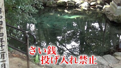 【異例】「泉にさい銭投げ入れやめて！」泉龍木で有名な日立市の泉神社が強く訴え　“平成の名水百選”の水質悪化を懸念