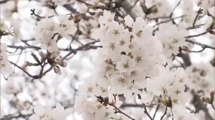 岡山市でサクラが開花し「さくらカーニバル」も開幕　屋台にキッチンカーが初登場しイチゴ飴販売も【岡山】